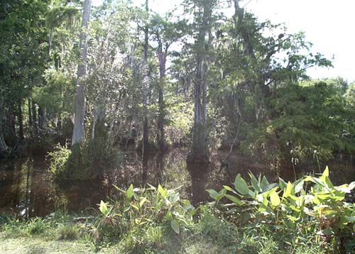 Eco-resort planned for Florida Everglades